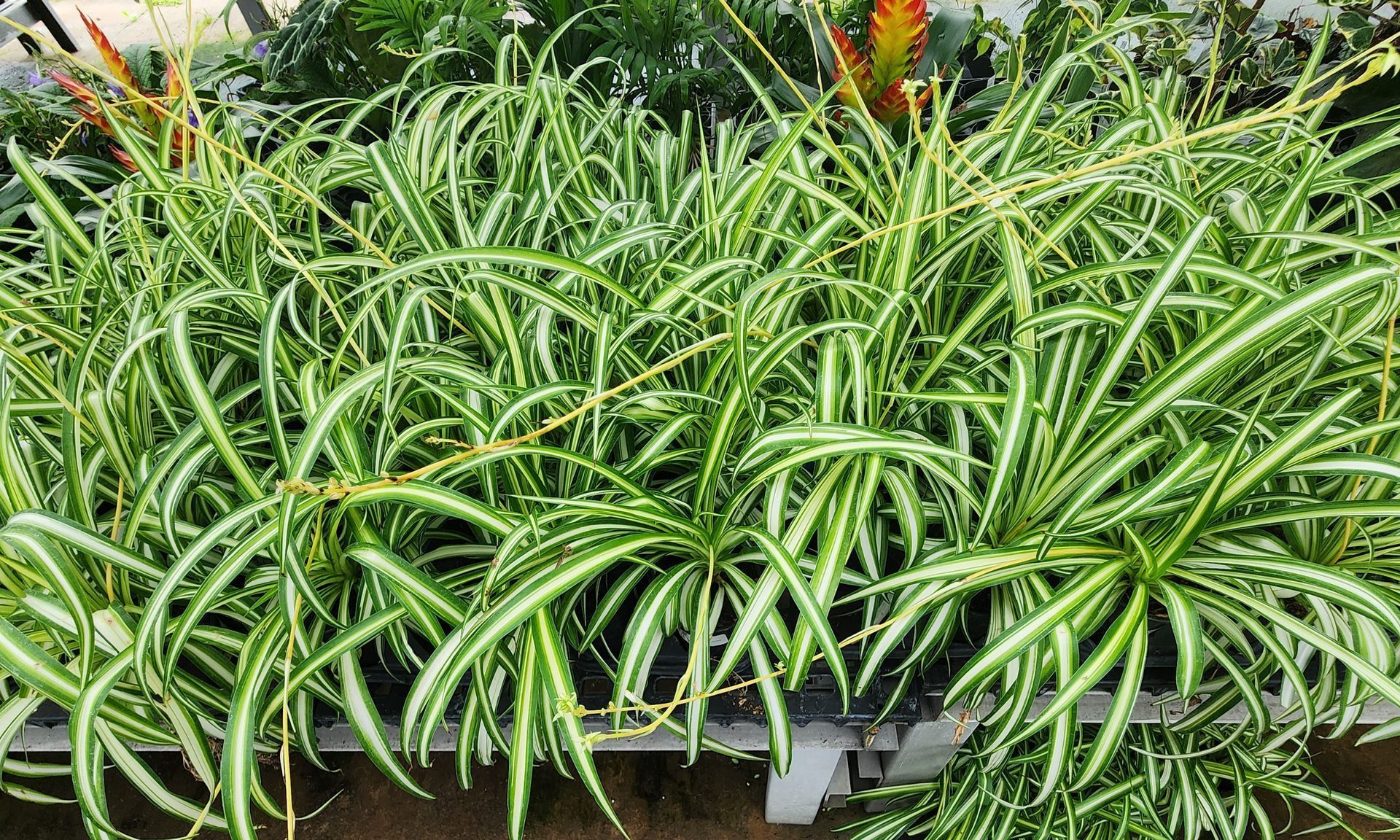 Dense green spider plants in pots with arching striped leaves