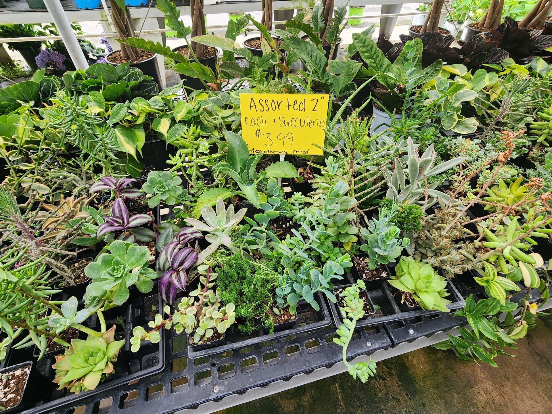 Potted succulents and leafy plants in a nursery tray, with a yellow price sign in front.