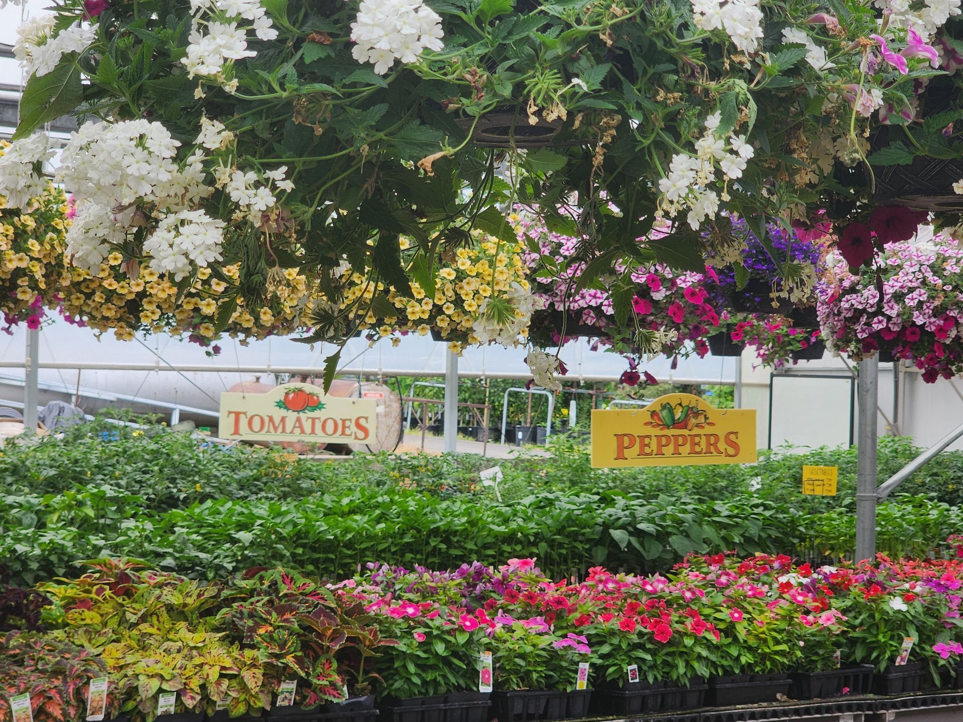 Hanging flower baskets above rows of blooming plants labeled tomatoes and peppers in a garden center.
