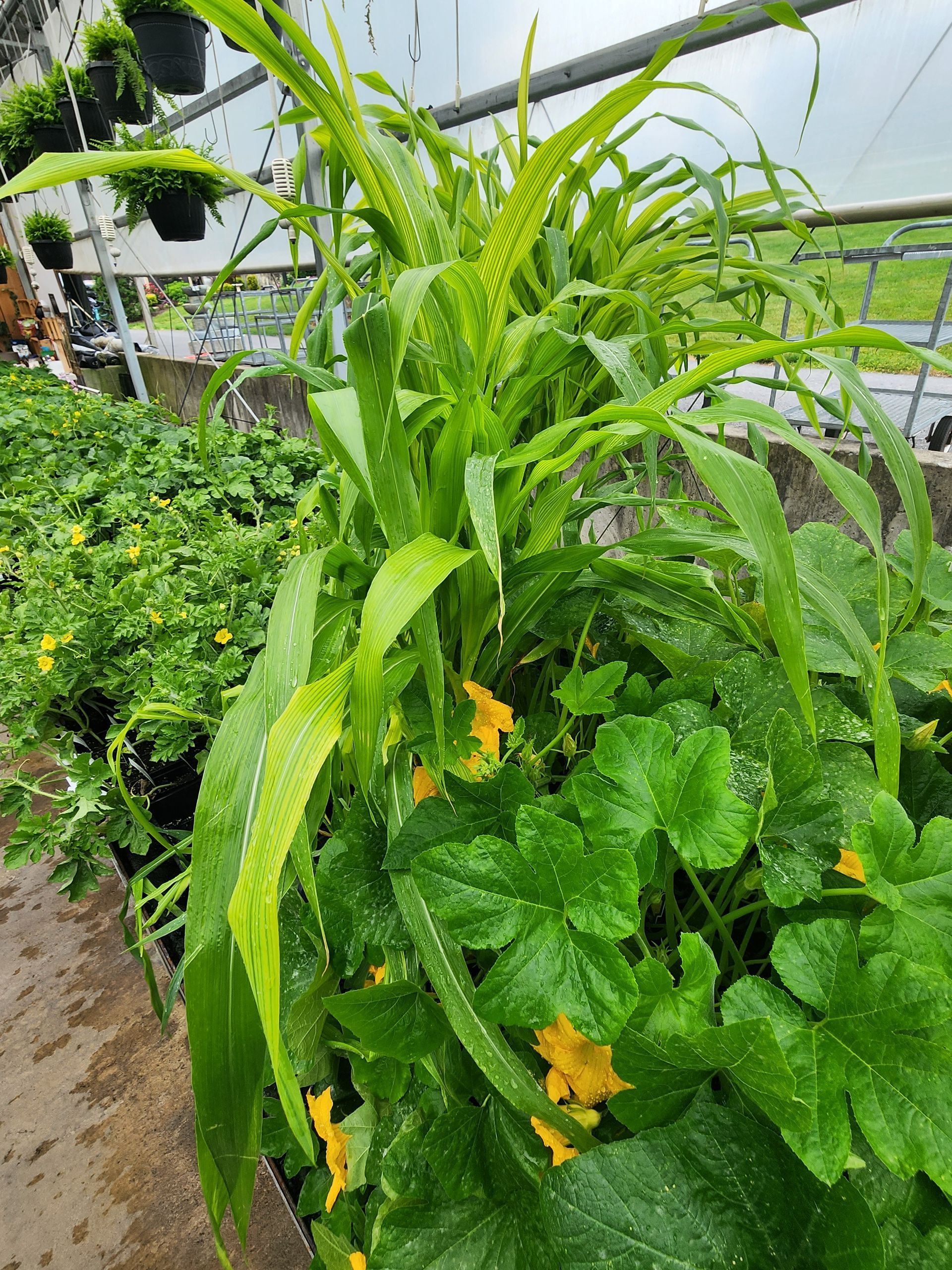 Tall green garden plants with yellow flowers growing beside a path in a greenhouse.