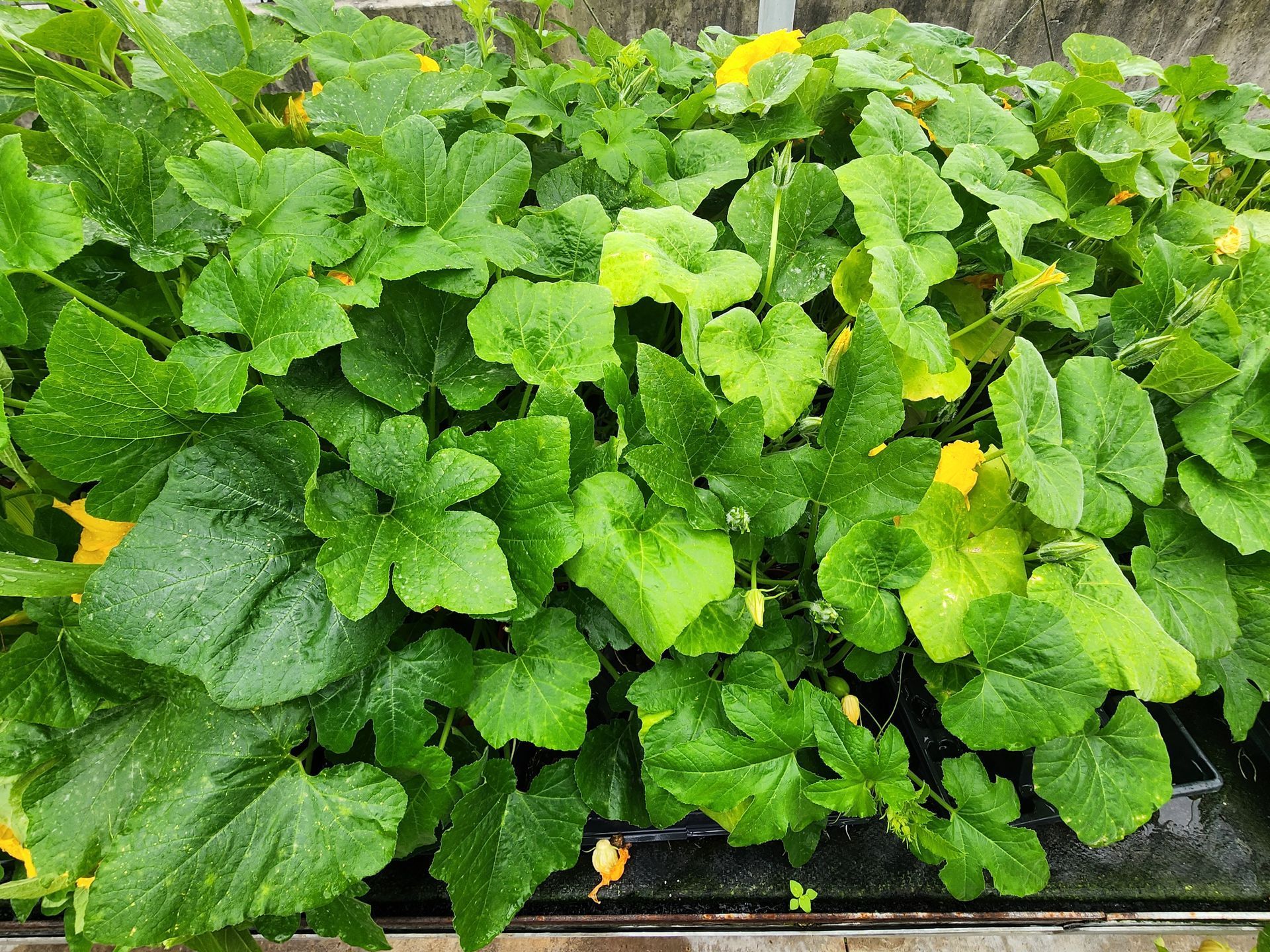 Dense green leafy seedlings growing in black trays, with yellowing leaves mixed in