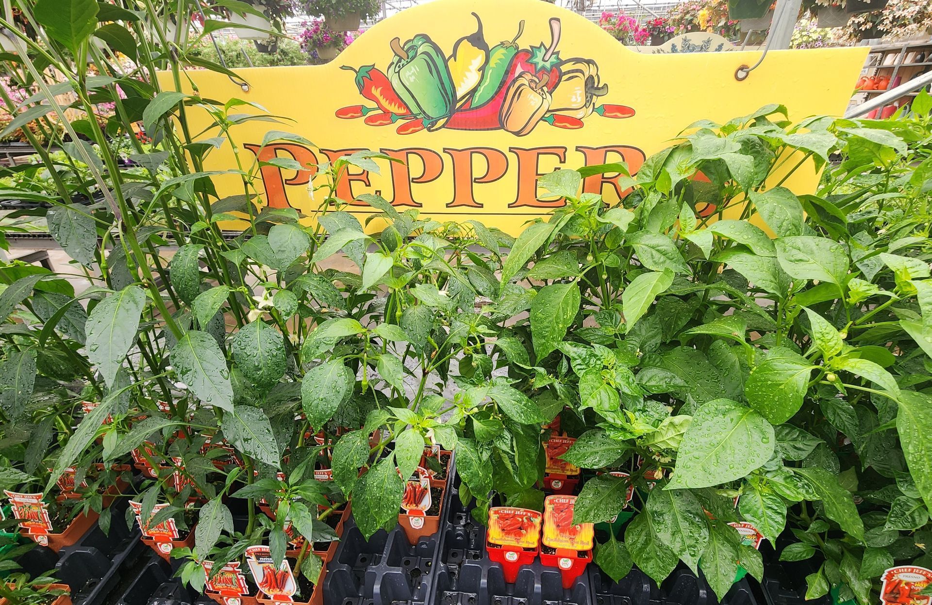 Pepper plants in pots at a garden center beneath a yellow “PEPPER” sign