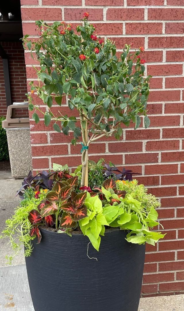 Black planter with a topiary, surrounded by colorful foliage, against a brick wall.