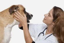 Dog with veterenarian