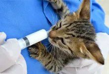 Kitten drinking milk