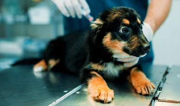Puppy in a clinic