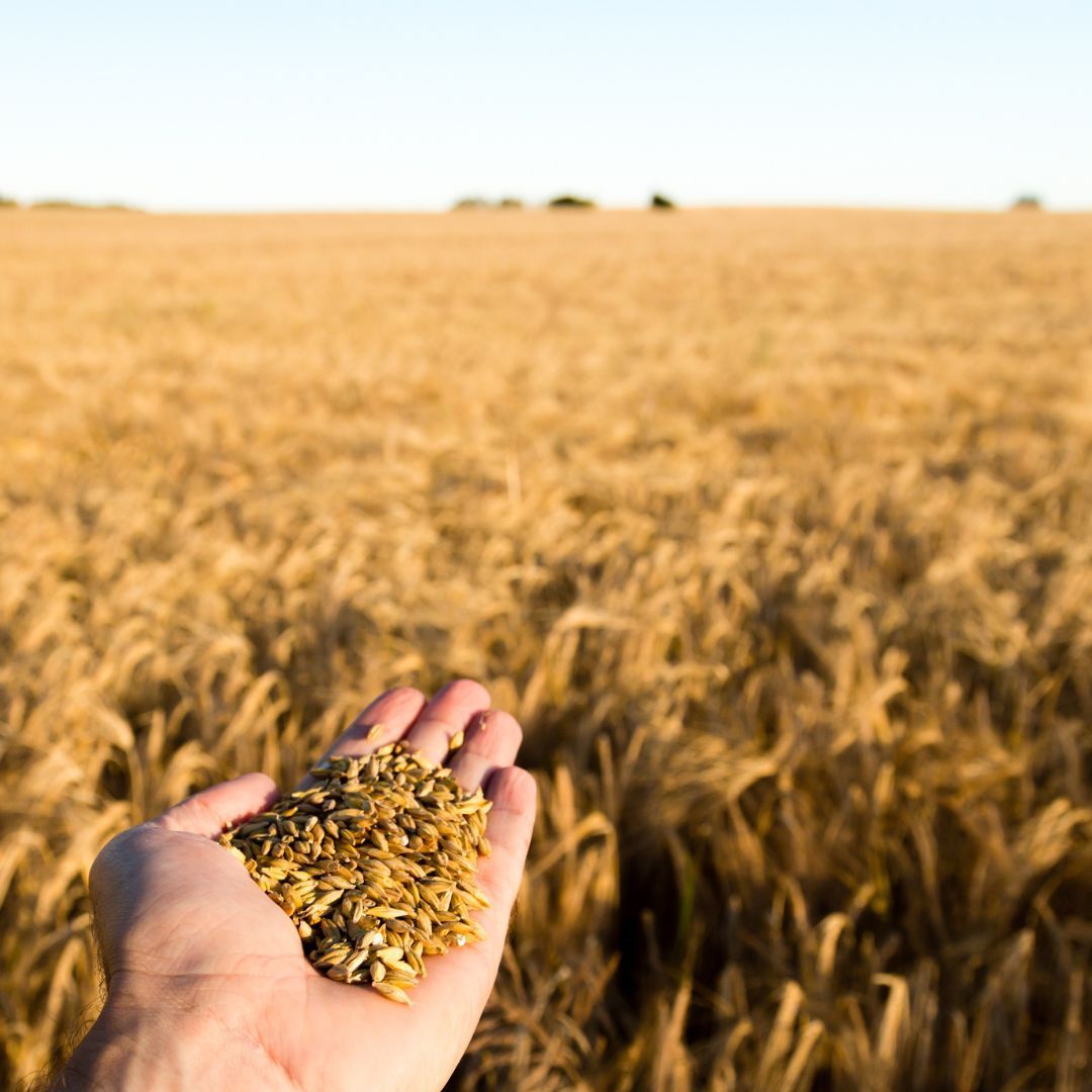 person holding grain in a wheat field