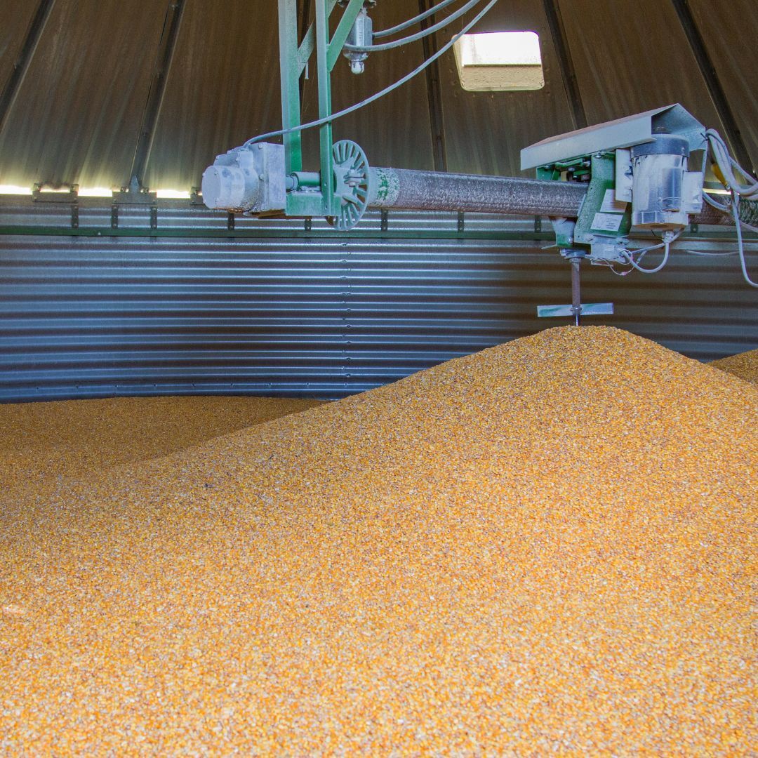 Grain inside of a Grain Silo