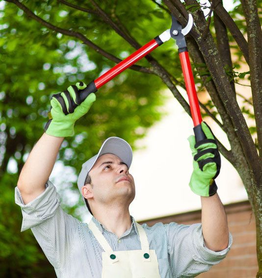 Man pruning tree branches with long-handled shears, wearing gloves and a cap.
