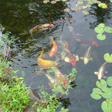 Pond fish