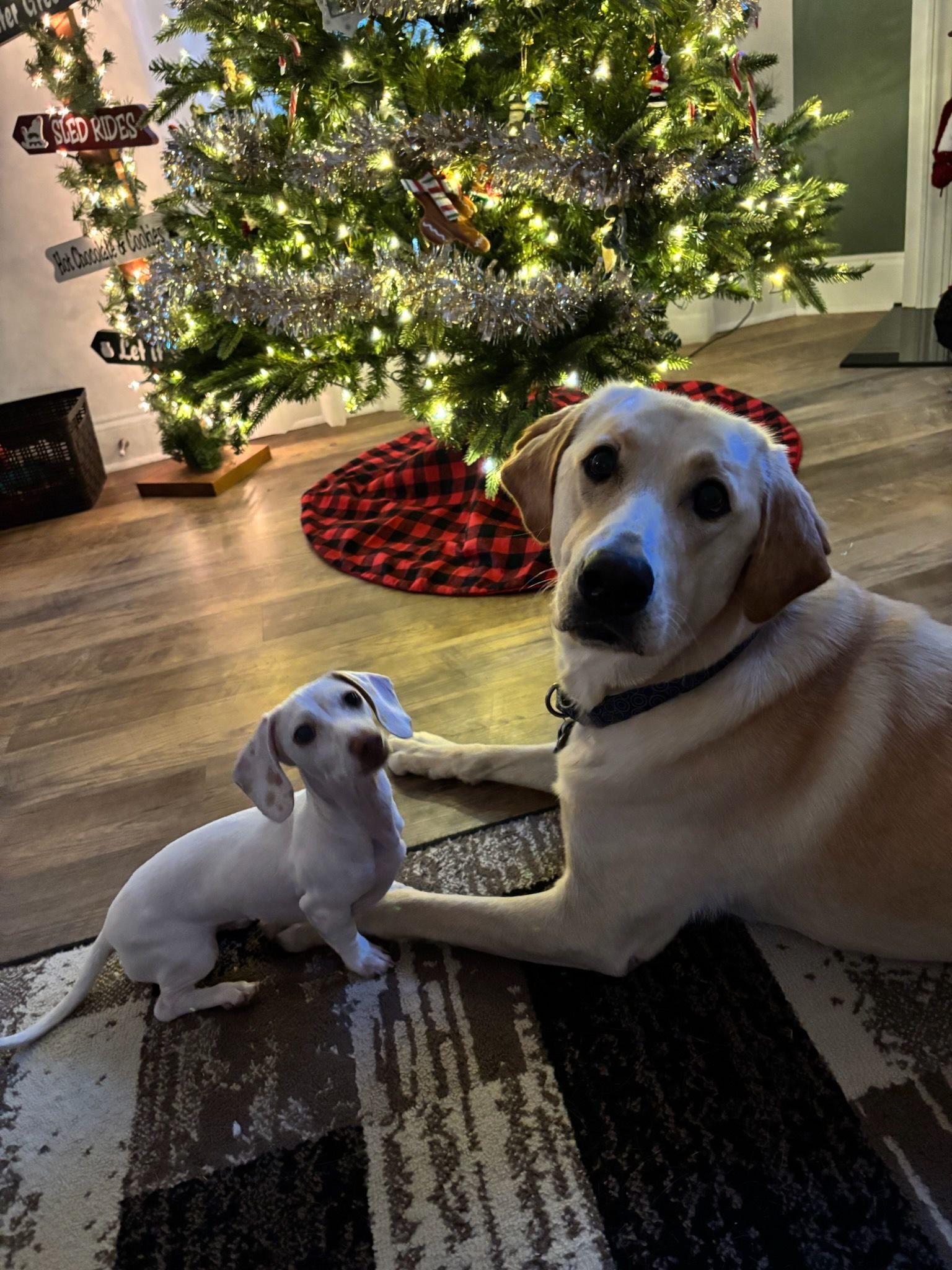 Small and large white dog laying next to each other.