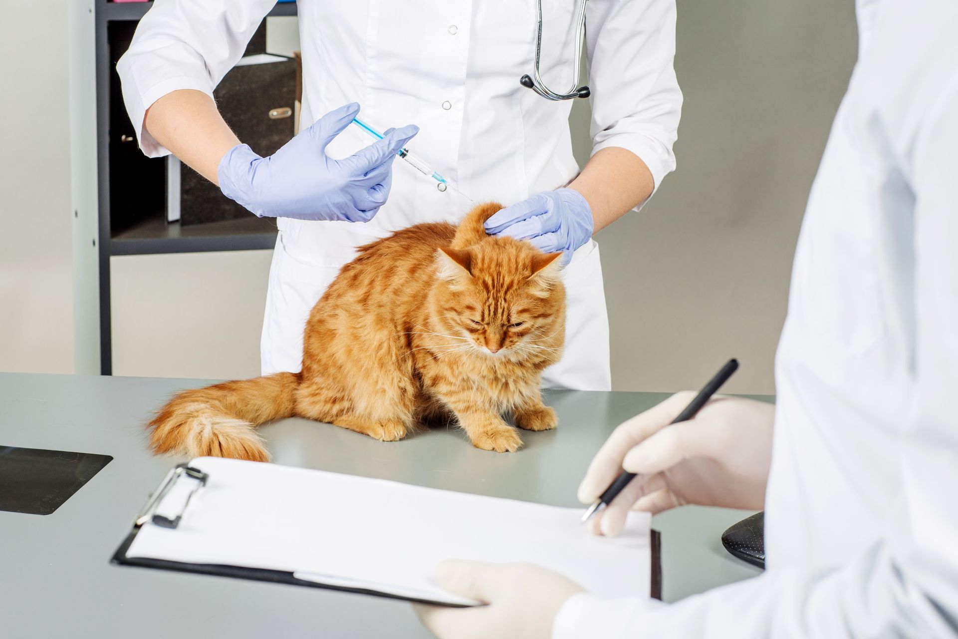 cat vaccination