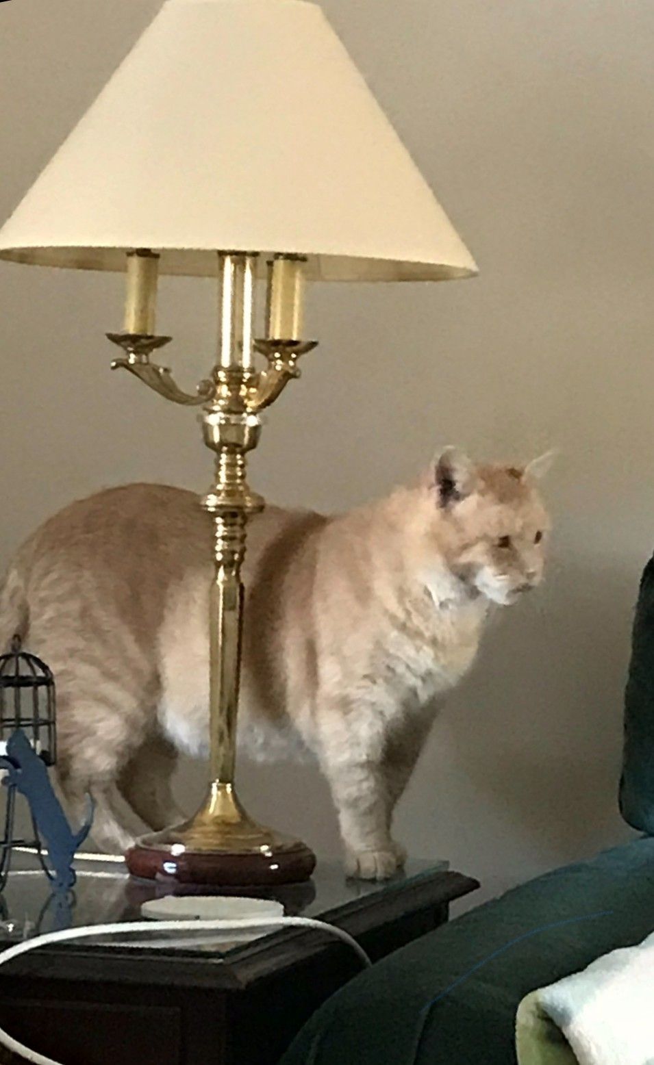 Orange tabby cat stands next to a lit lamp on a table, looking towards the right.