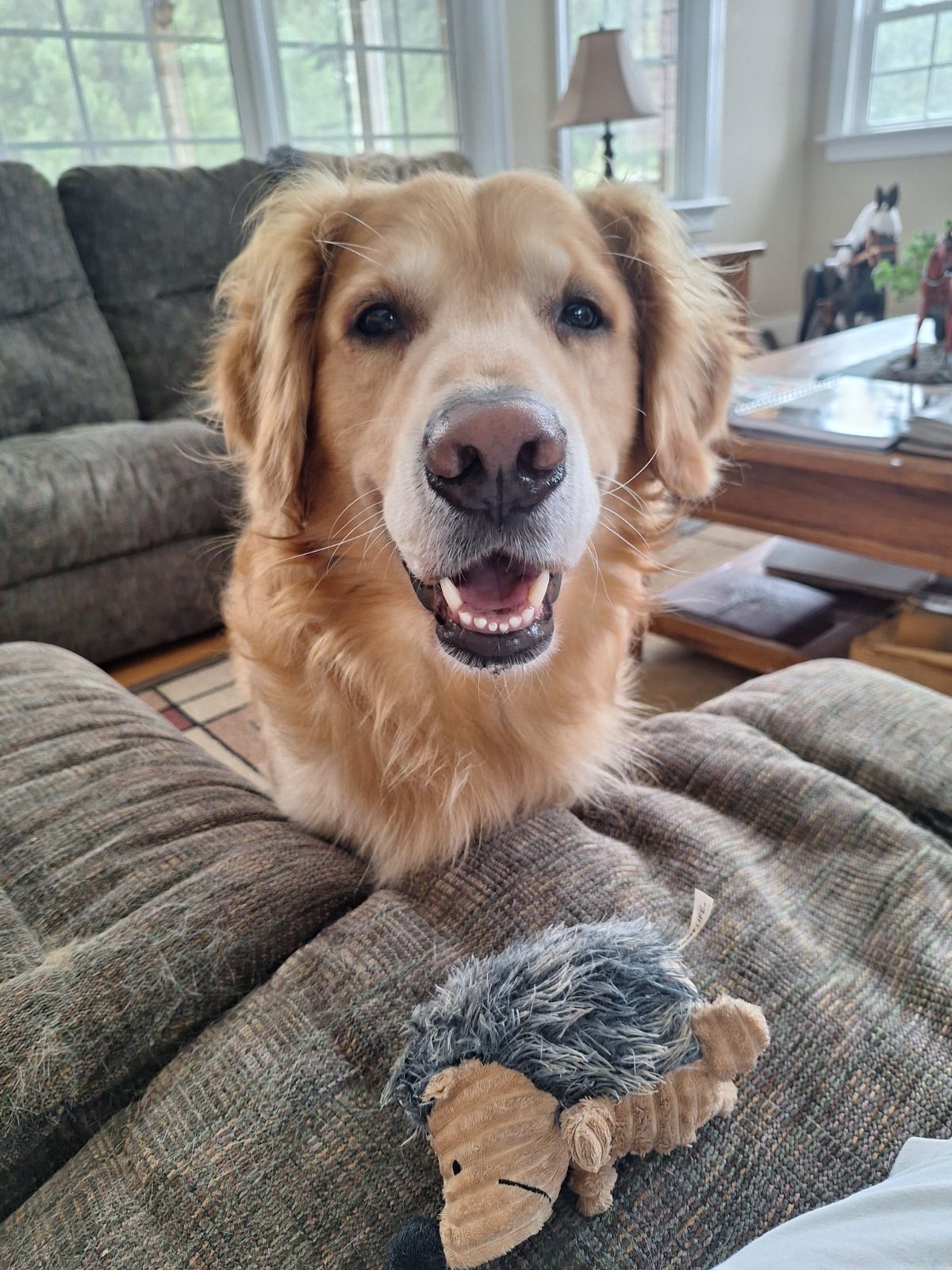 golden Retiever on a couch