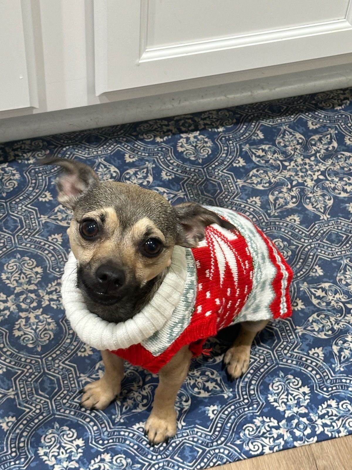 Small Dog in christmas sweater
