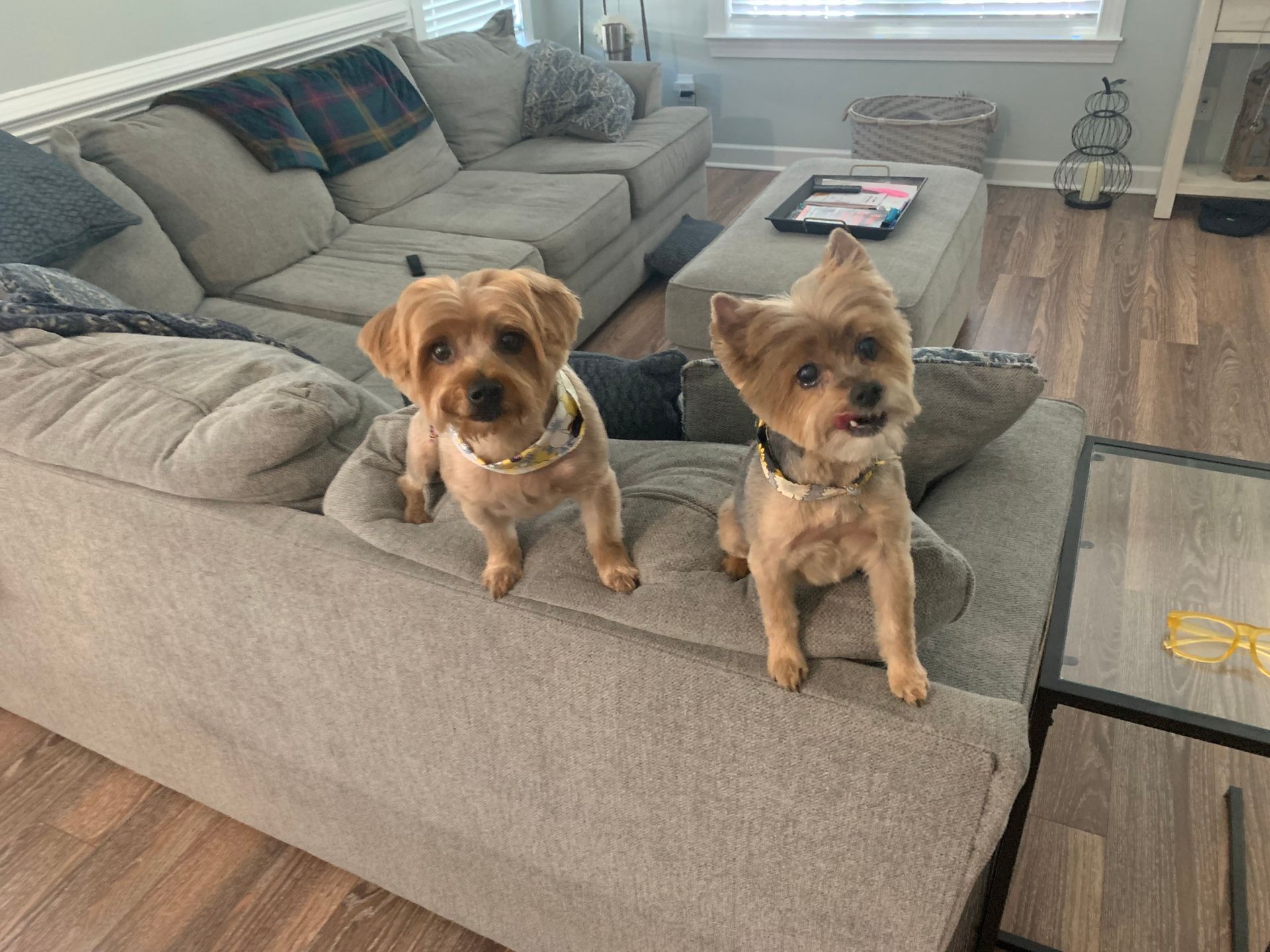 Two small dogs on back of couch