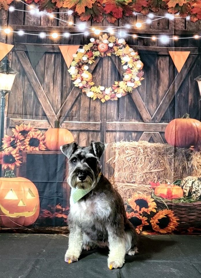 A small dog is sitting in front of a wooden wall with pumpkins and hay bales.