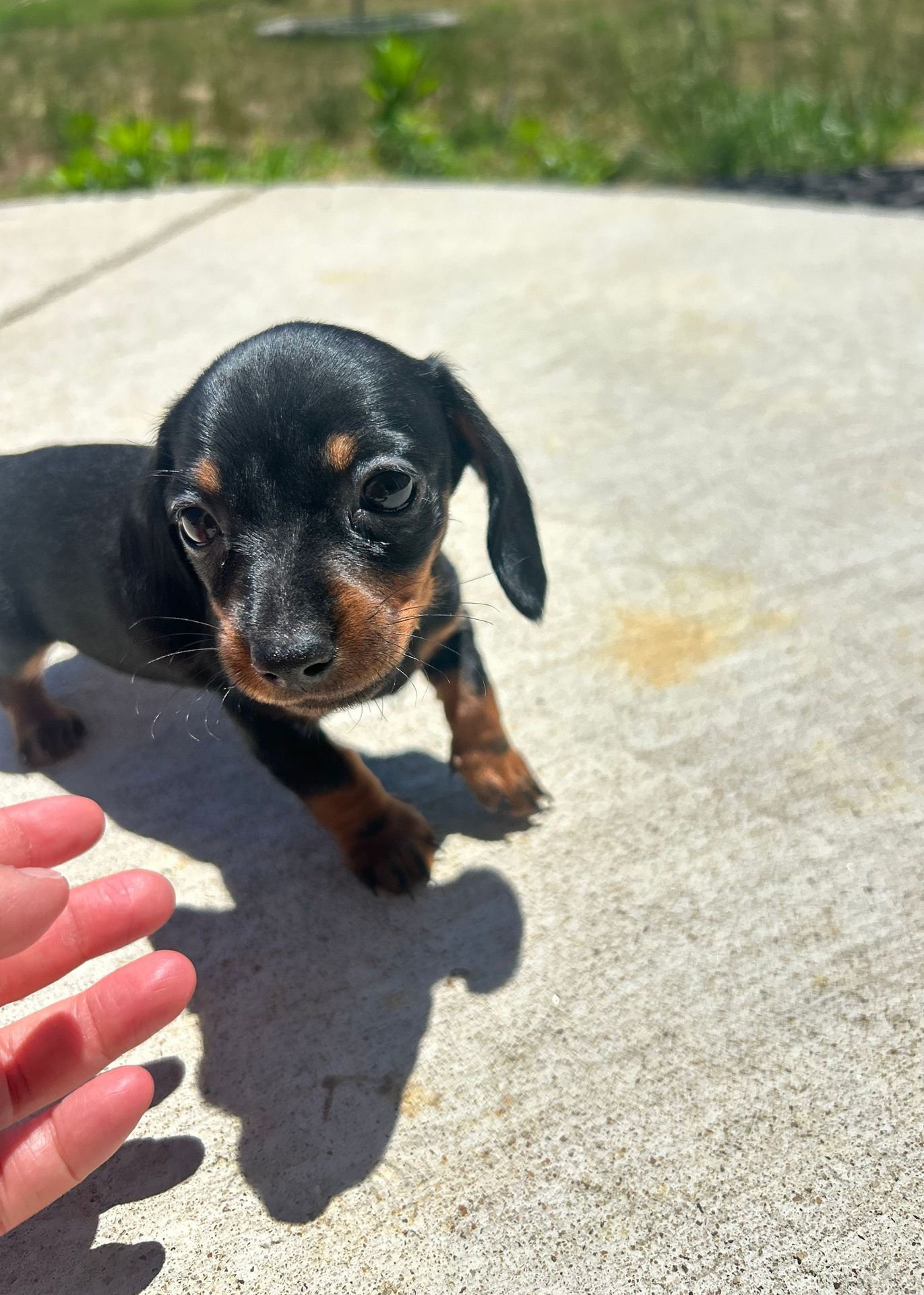 A small black and brown dachshund puppy is being held by a person.