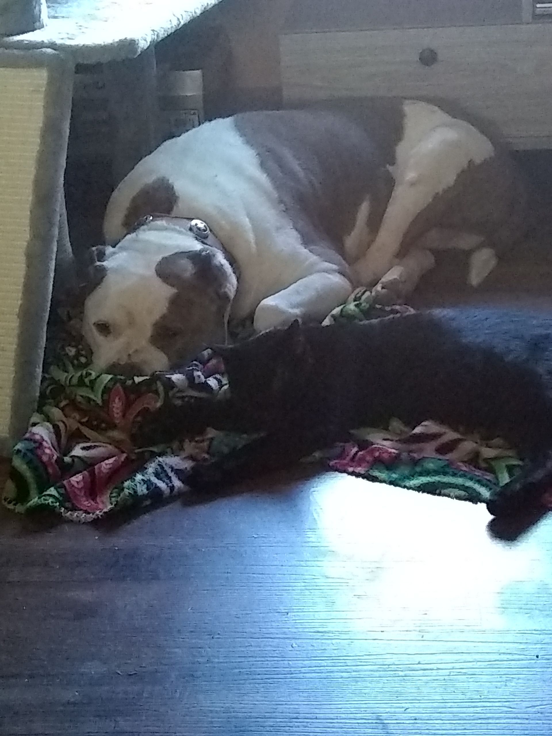 tazar laying with his cat Jill