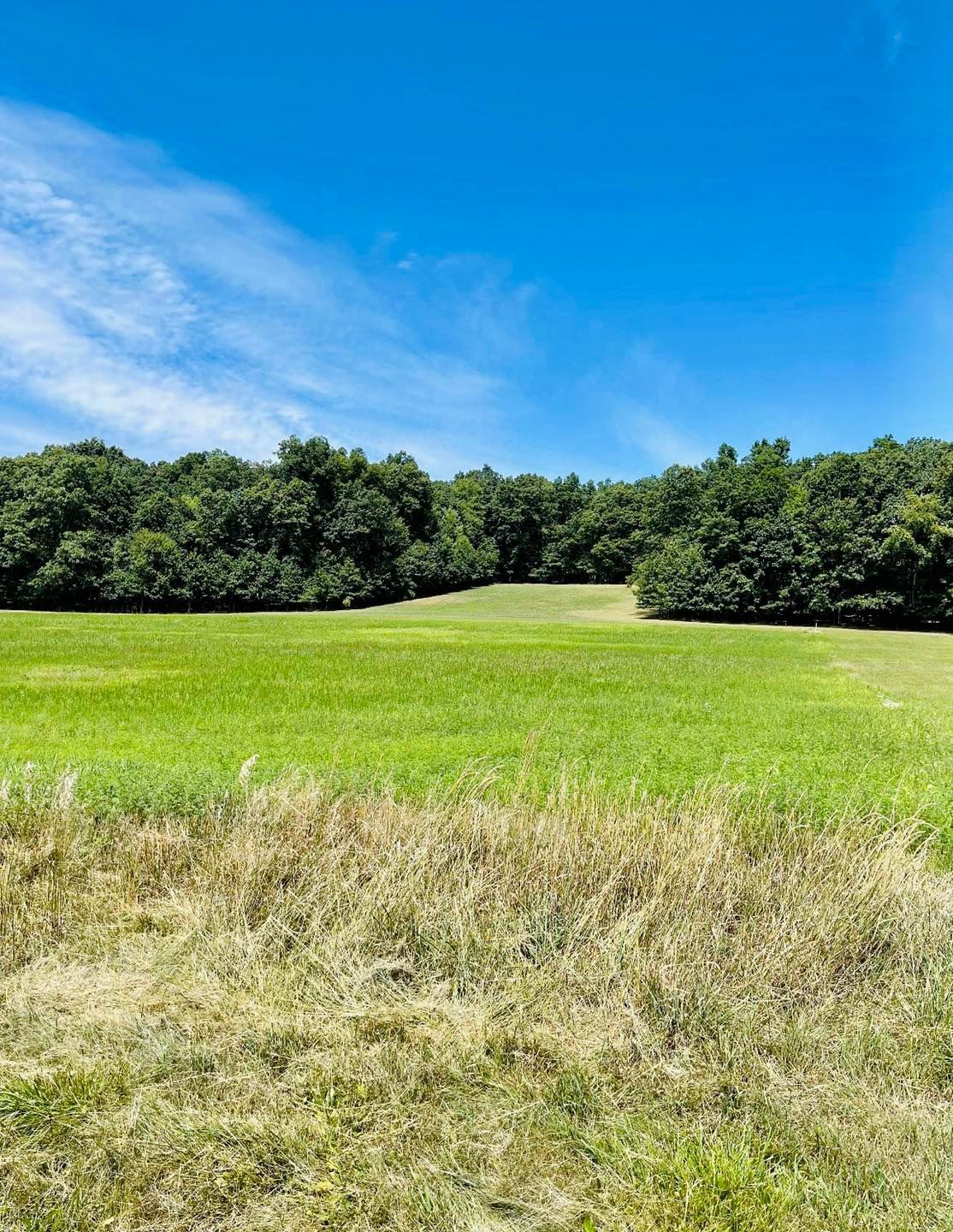 Green field with trees under a bright blue sky.