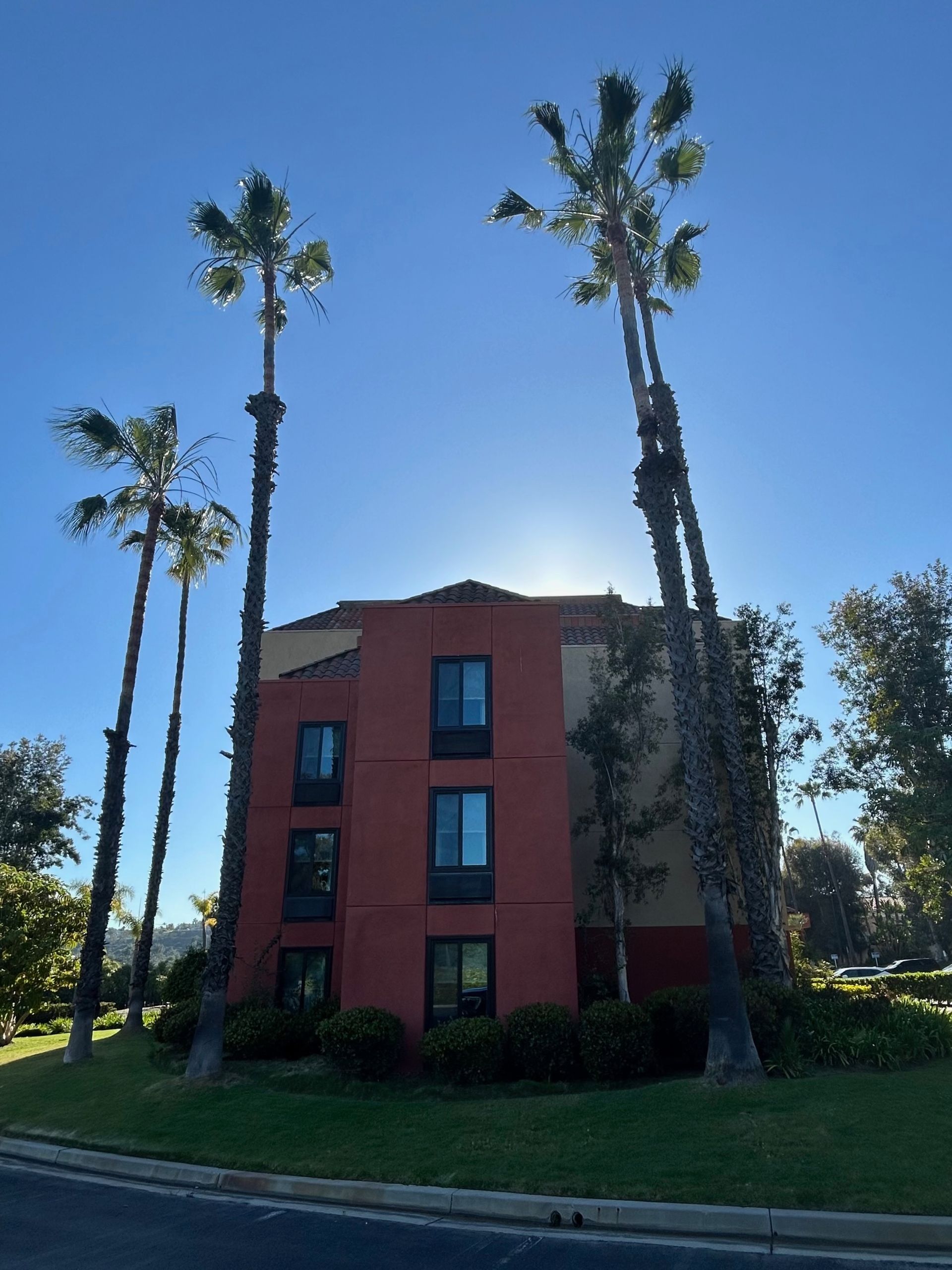 Red building with black-framed windows and three tall palm trees under a bright blue sky.