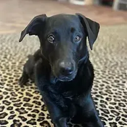 Black dog with alert expression on leopard print rug.