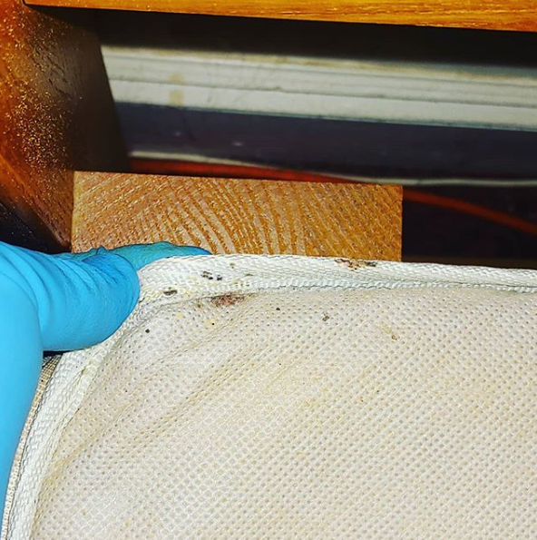 A person wearing blue gloves is holding a mattress with bed bugs on it.