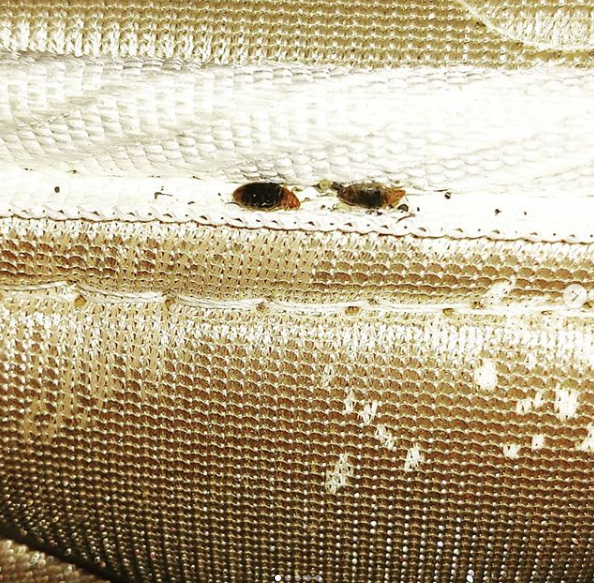 A close up of a bed bug on a piece of fabric.