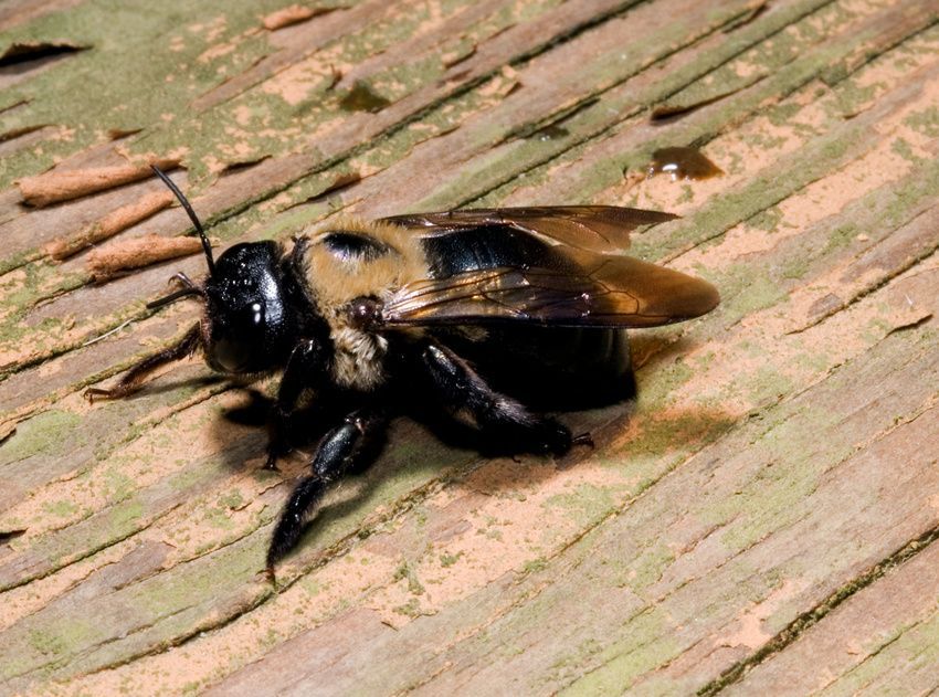 A black and brown carpenter bee is sitting on a wooden surface.