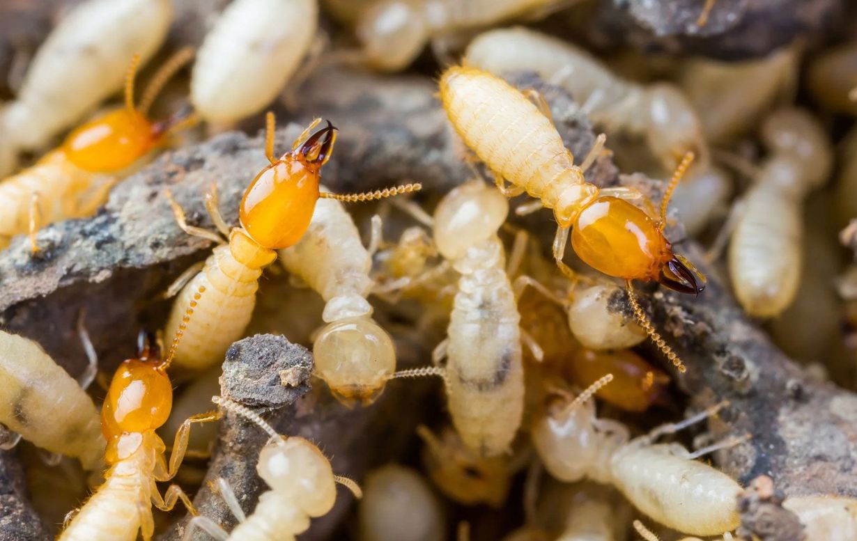 Termites crawling on wood; some with brown heads and cream bodies.