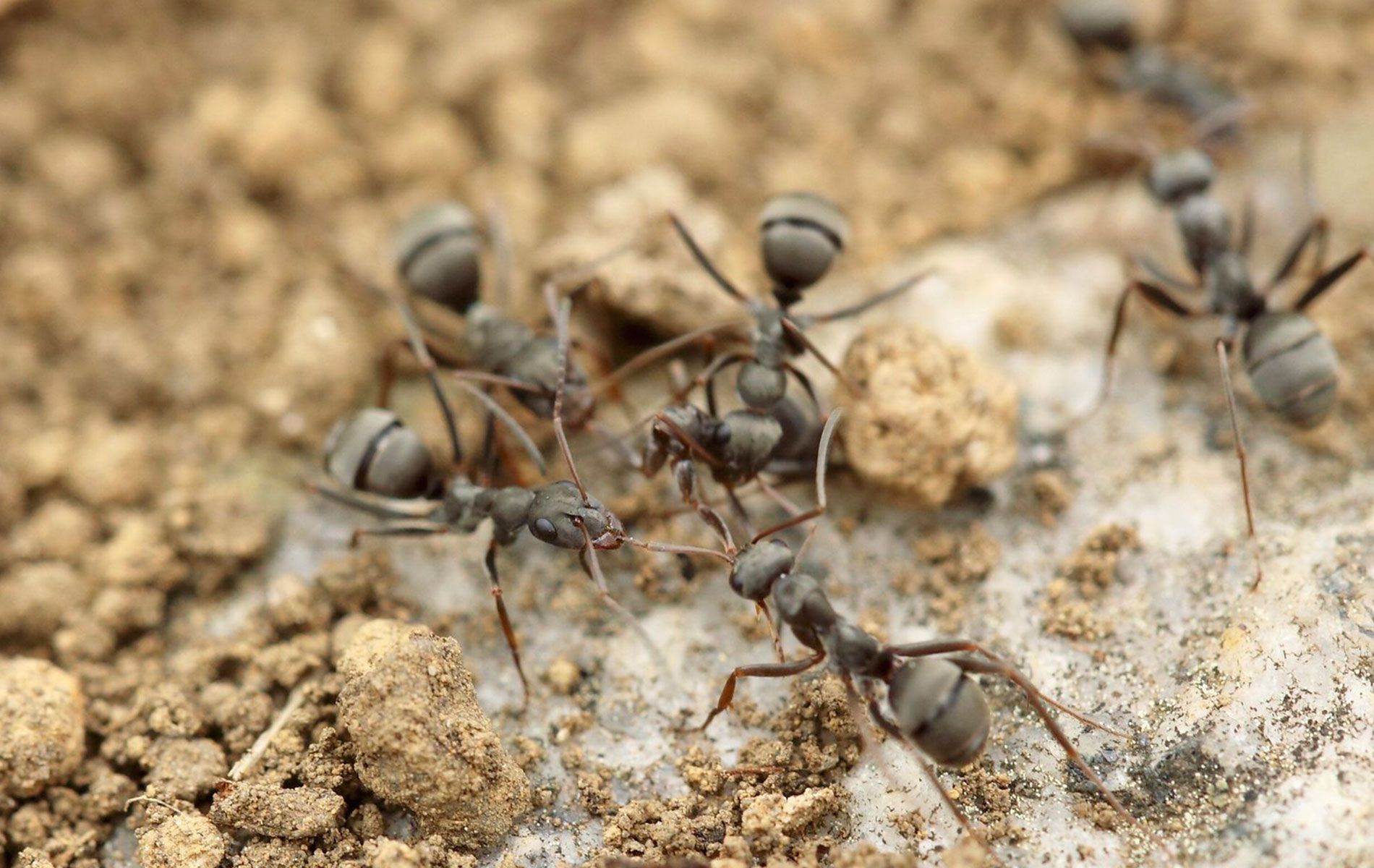Group of black ants on a light-colored surface with bits of dirt; some ants are interacting.
