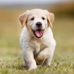 A puppy is running in the grass with its tongue out.