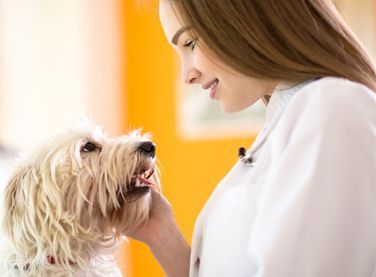 A female veterinarian is petting a small white dog.