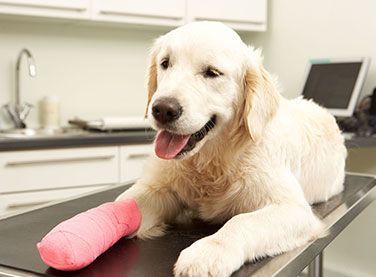 A dog with a pink cast on its leg is laying on a table.