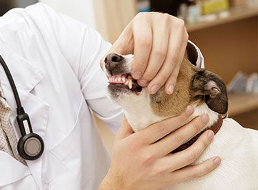 A veterinarian is examining the teeth of a small dog.