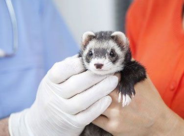 A person is holding a ferret in their hands.