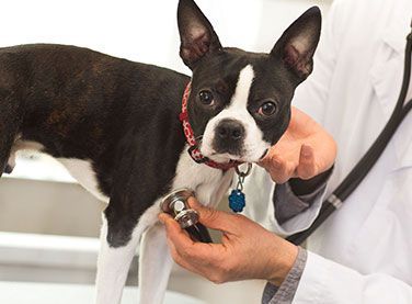 A black and white dog is being examined by a veterinarian with a stethoscope.