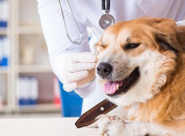 A dog is being examined by a veterinarian in a veterinary clinic.