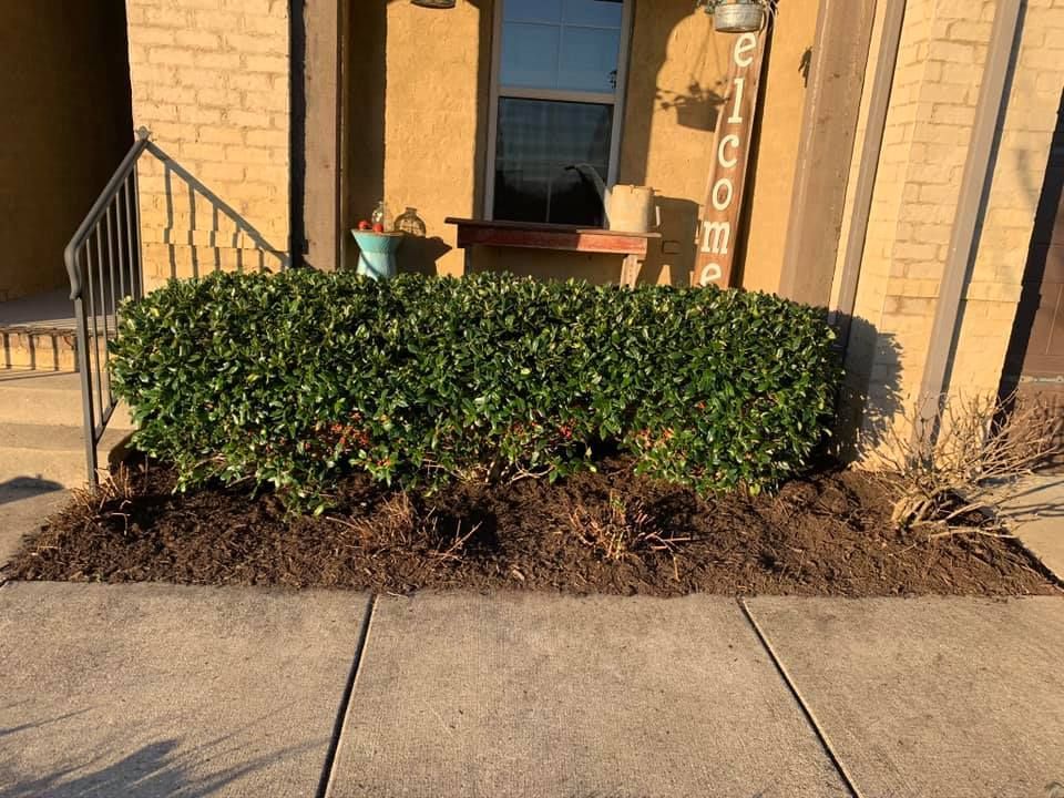 A well-manicured green bush with brown mulch at its base, in front of a house with a welcome sign.