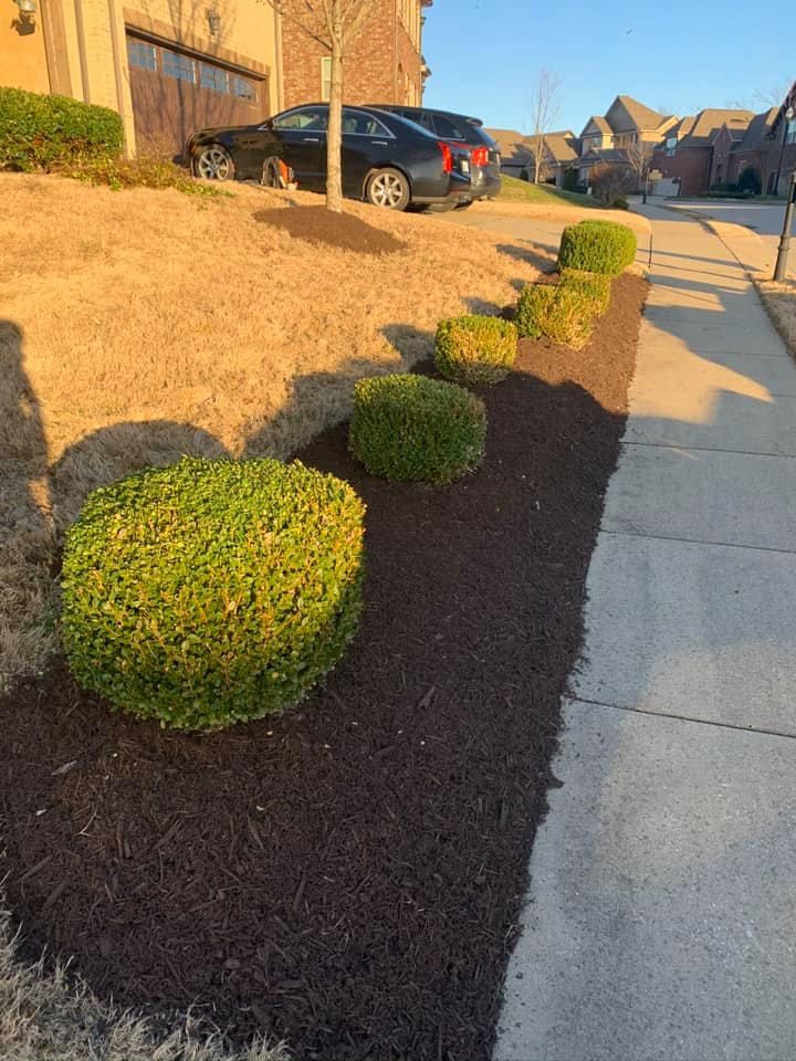 A row of green, round shrubs with dark brown mulch alongside a sidewalk and a house. A car is parked in the driveway.