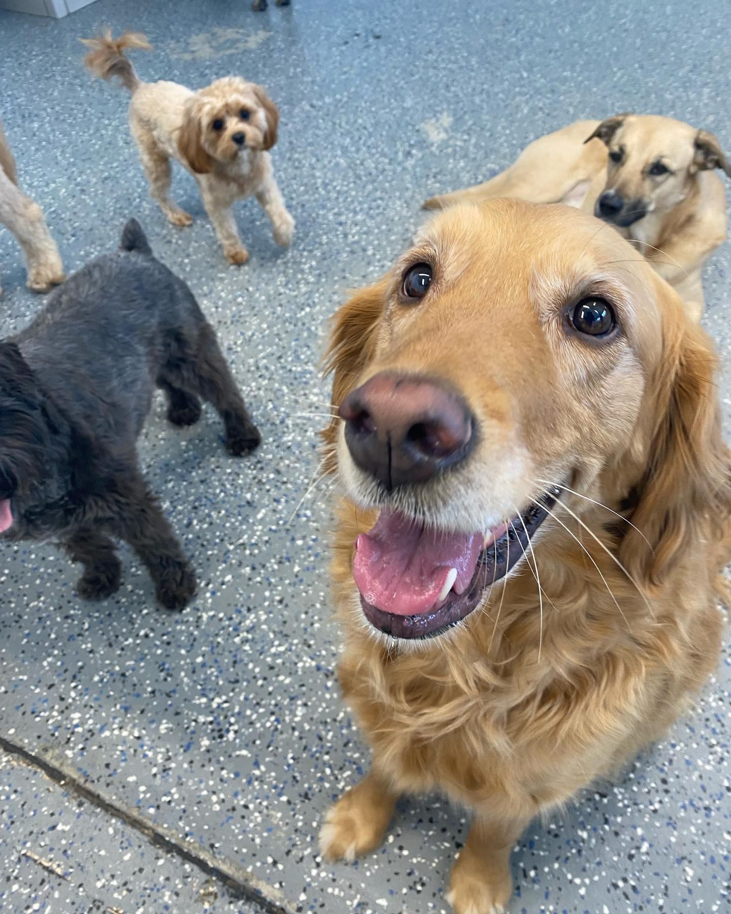 A group of dogs are standing on a tiled floor looking up at the camera.