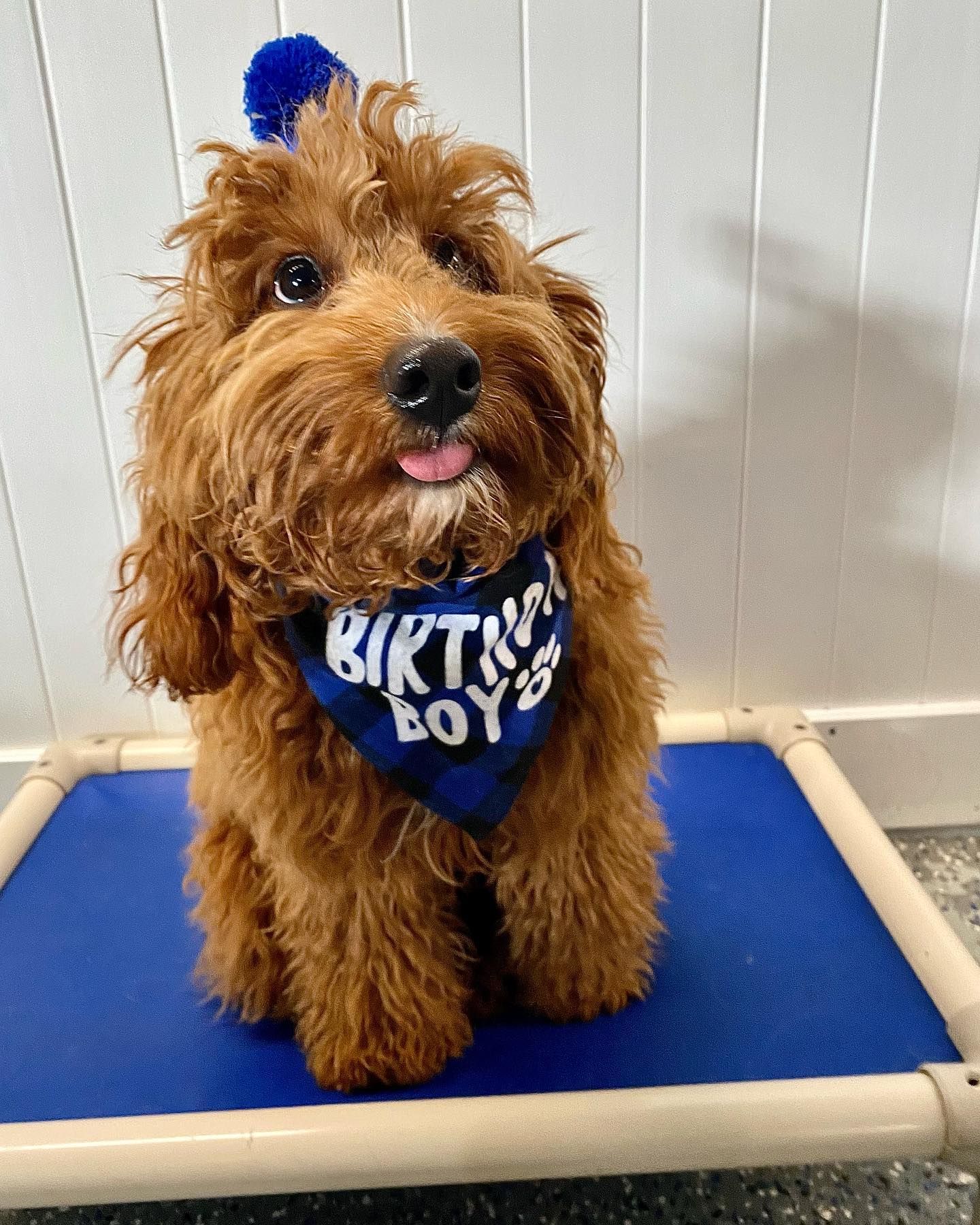 A small brown dog wearing a birthday boy 's bandana