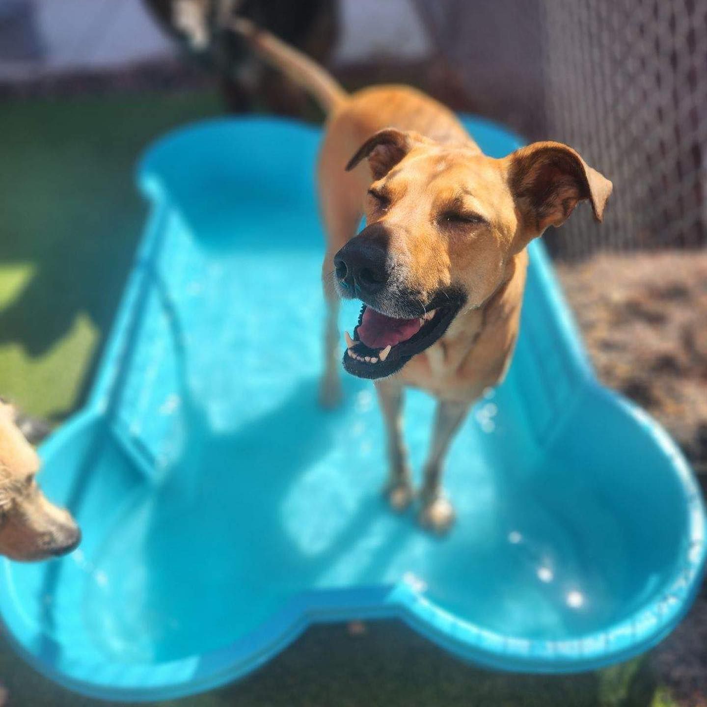 Two dogs are standing in a blue bone shaped pool.