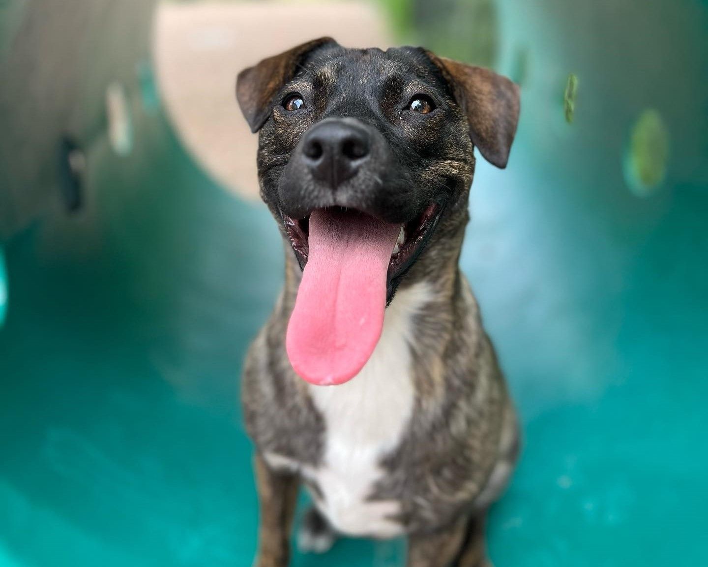 A close up of a dog with its tongue hanging out.