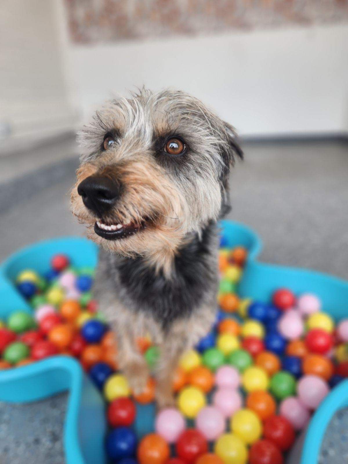 A small dog is sitting in a bowl of colorful balls