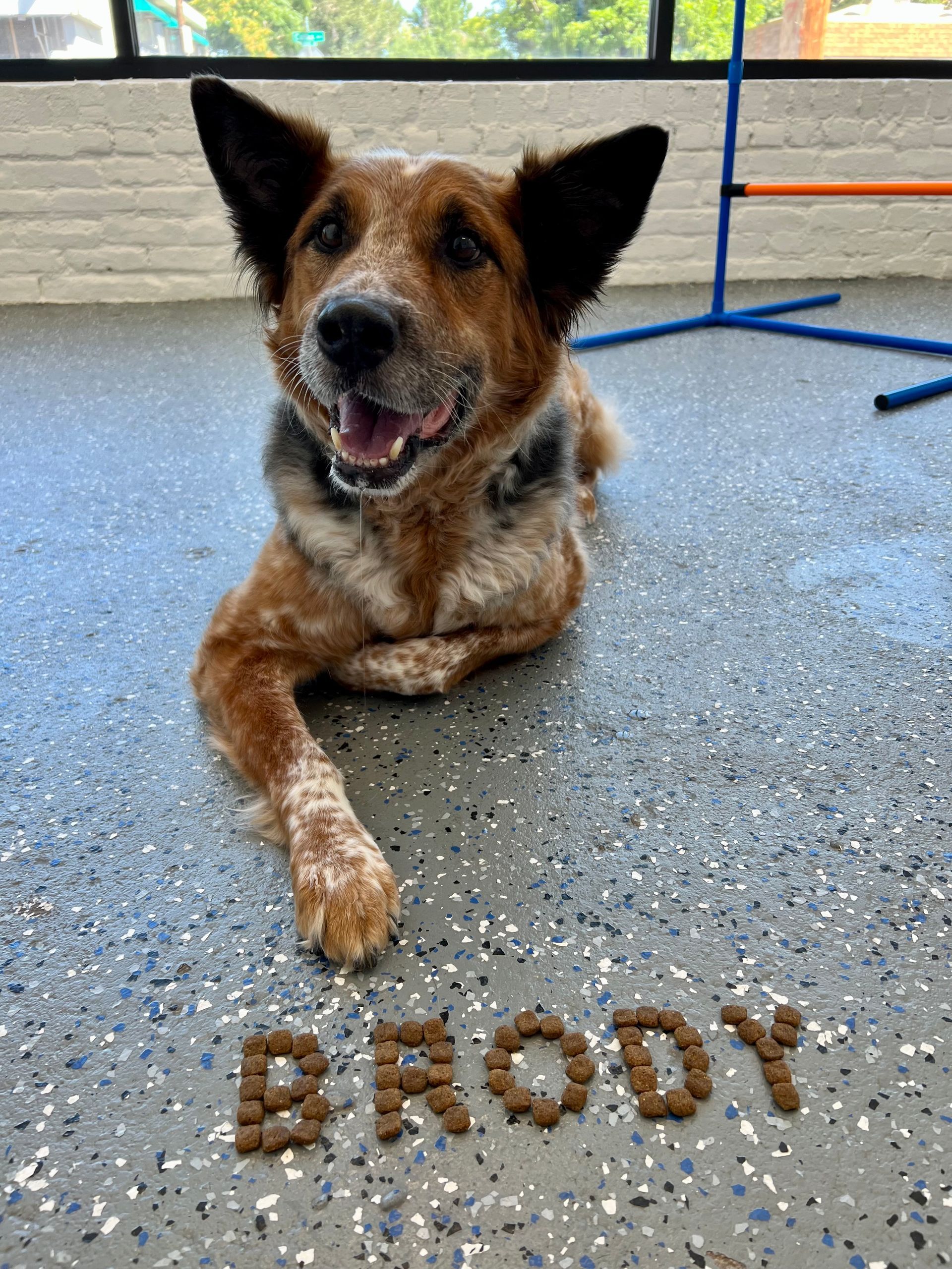 A dog laying on the floor with the name brody written on the floor
