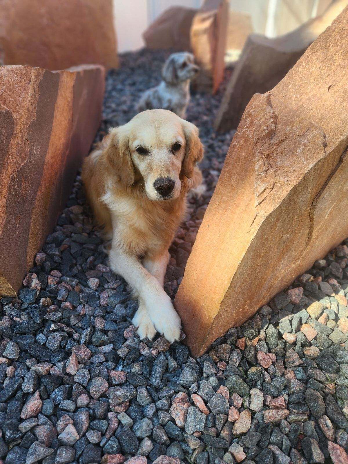 A dog is laying on a pile of rocks.