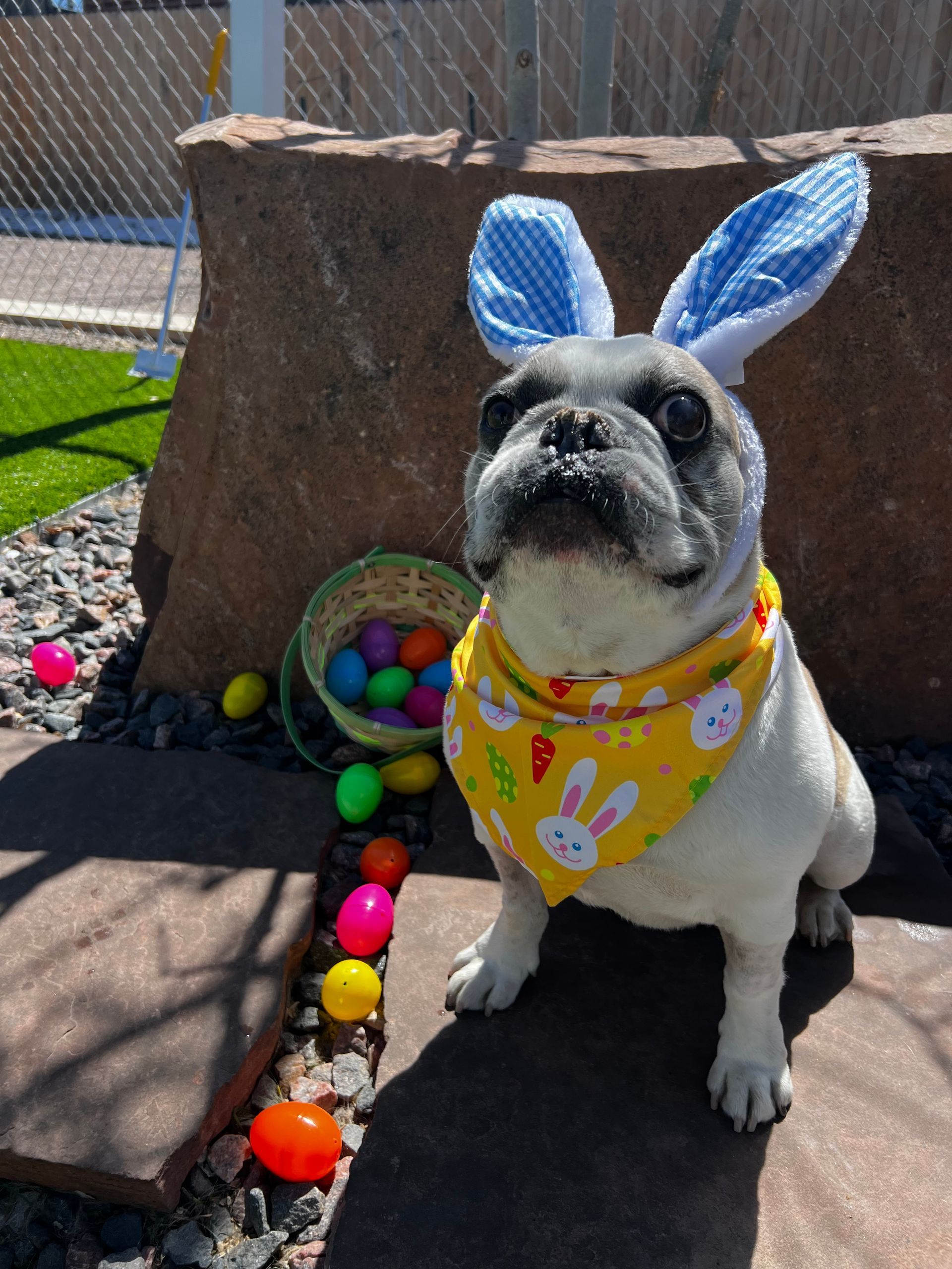 A dog wearing bunny ears and a bandana is sitting next to a basket of easter eggs.