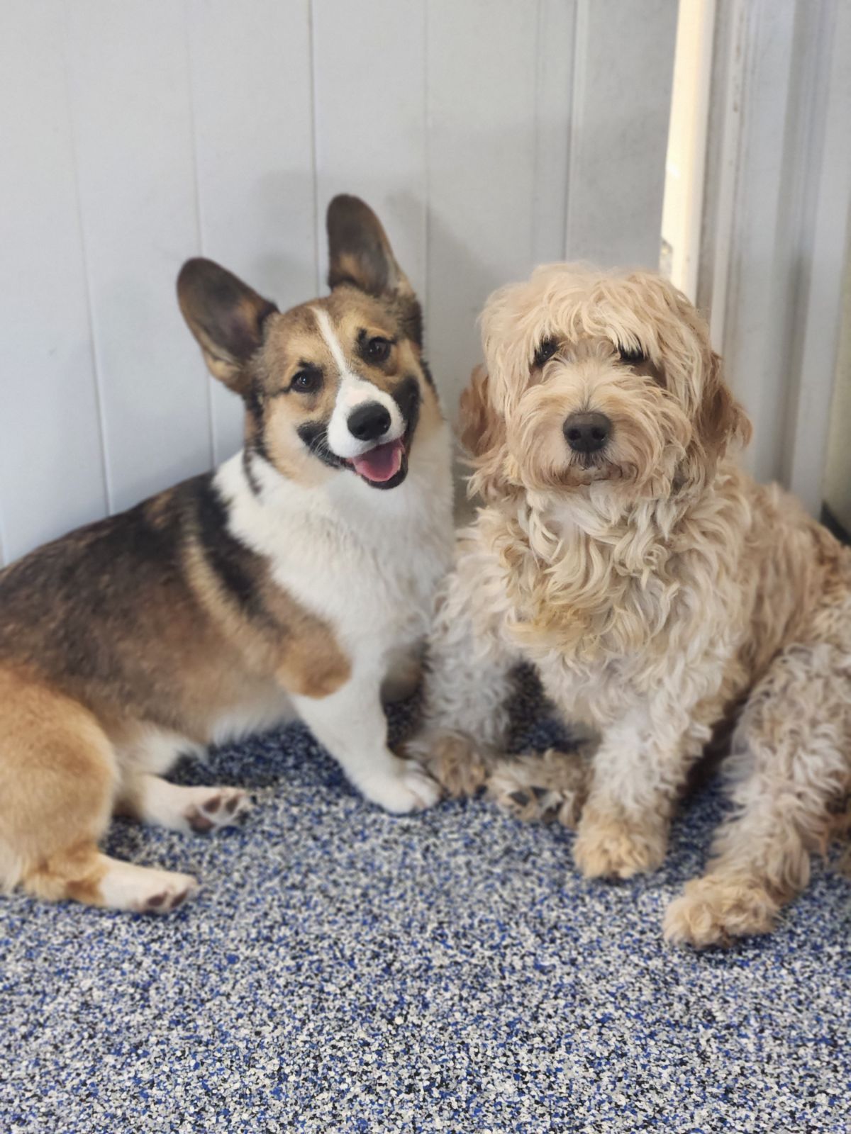 Two dogs are sitting next to each other on a carpet.