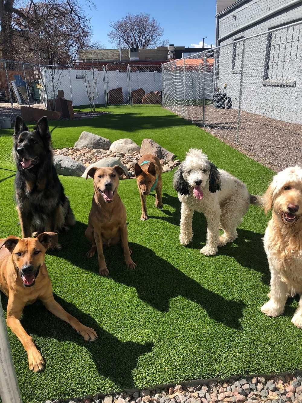A group of dogs are sitting on top of a lush green field.